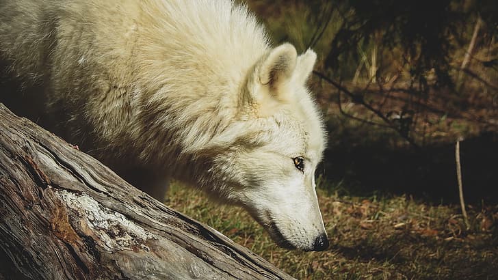 forest, white, grass, look, face, light, nature, pose, wolf