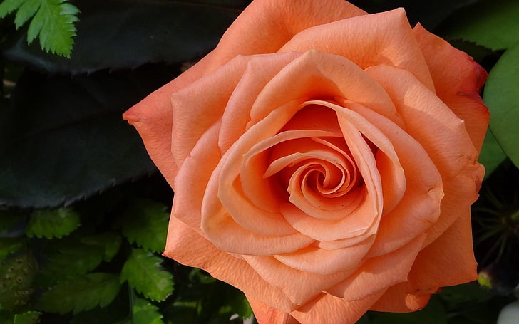 orange rose flower, flowers, roses, orange flowers, petals, flowering plant