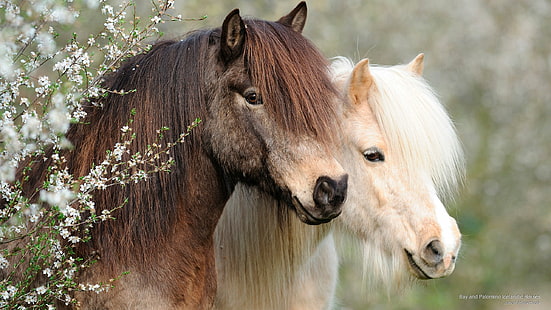 HD wallpaper: Bay and Palomino Icelandic Horses, Animals | Wallpaper Flare