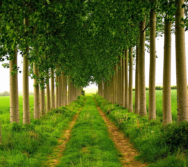 trees, path, plant, the way forward, direction, growth, green color, HD wallpaper