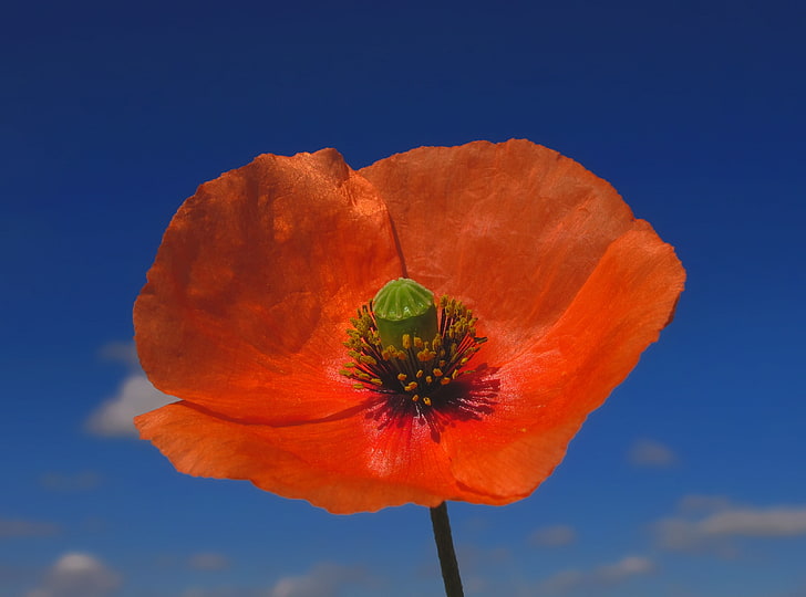 Poppy Against Blue Sky, Nature, Flowers, Macro, Blossoms, Poppies, HD wallpaper