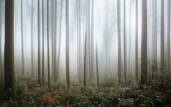 forest covered with fogs, Everything is, Theater, nature, trees
