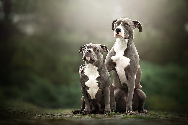 HD wallpaper: Dogs, American Pit Bull Terrier, Pet | Wallpaper Flare
