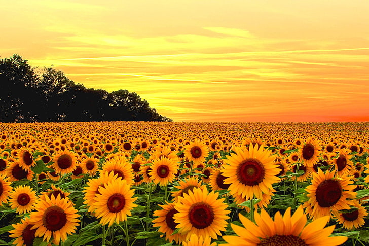 Flowers, Sunflower, Earth, Field, Sky, Sunset, Yellow Flower