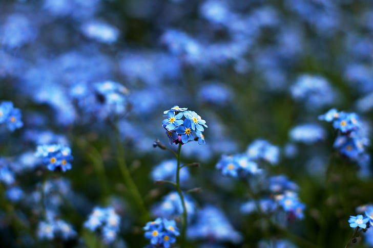 blue petaled flowers, Fifi, Forget Me Not, DoF, Sony  A700, nature, HD wallpaper