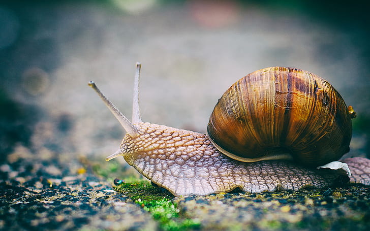 Snail Macro HD, nature, HD wallpaper