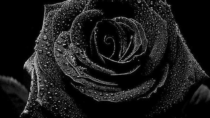 95 Abstract black rose flowers iphone 5s HD wallpaper  Android   iPhone HD Wallpaper Background Download png  jpg 2023