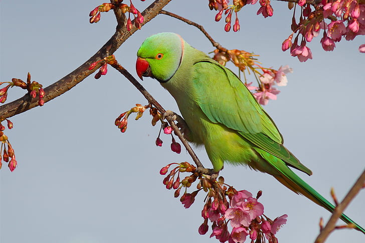 branches, bird, Sakura, parrot, flowering, Indian ringed parrot, HD wallpaper