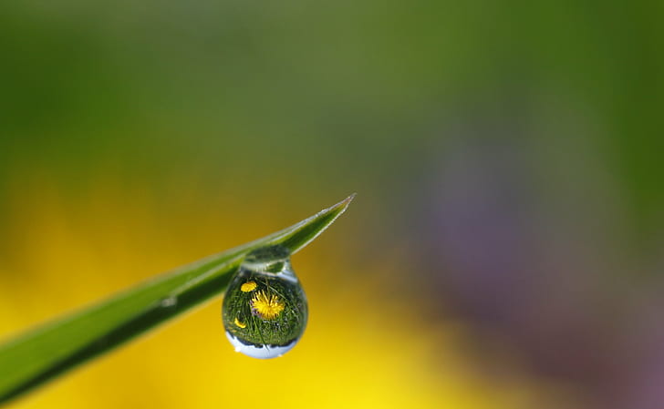 droplet of water in green leaf, rosée, du, petit, matin, early morning