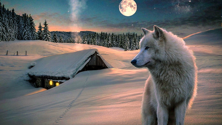 winter, snow, wolf, moon, sky, nature, landscape, full moon, HD wallpaper