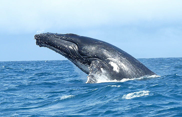 blue whale, madagascar, madagascar, Baleine, bosse, Sainte Marie, Madagascar