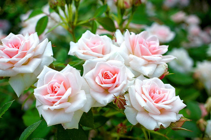 Rose Bush, white-and-pink flowers, lovely, delicate, roses, soft, HD wallpaper