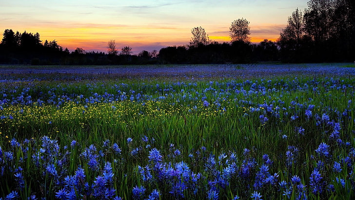 landscape, flowery, flower field, spring, plant, beauty in nature, HD wallpaper