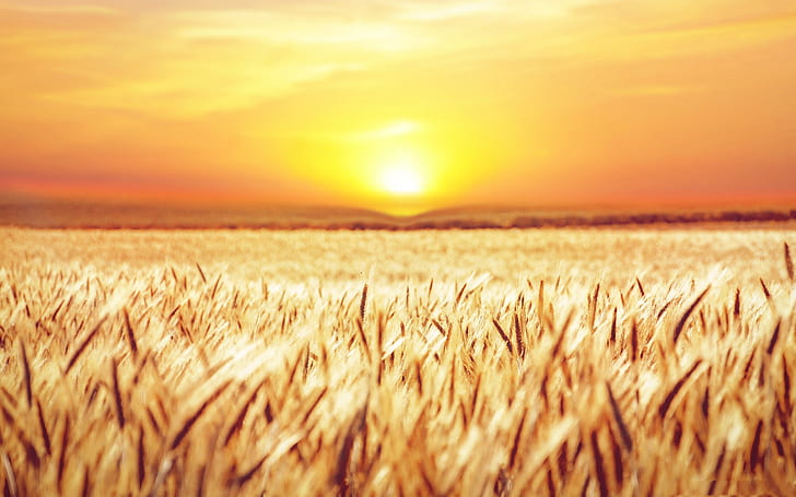 Earth, Wheat, Field, Summer, Sunrise