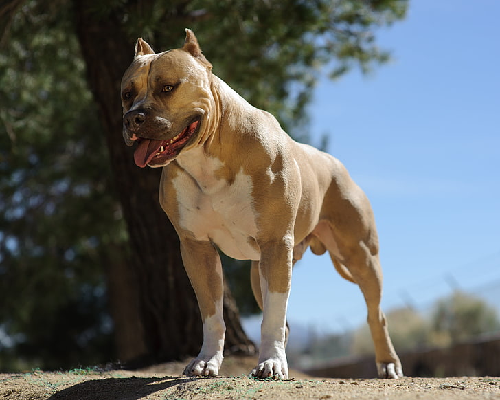 adult tan and white American bully, dog, Staffordshire Terrier