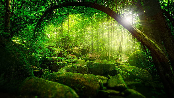 Nature, forest, jungle, trees, sunshine, green moss, scenery, HD wallpaper