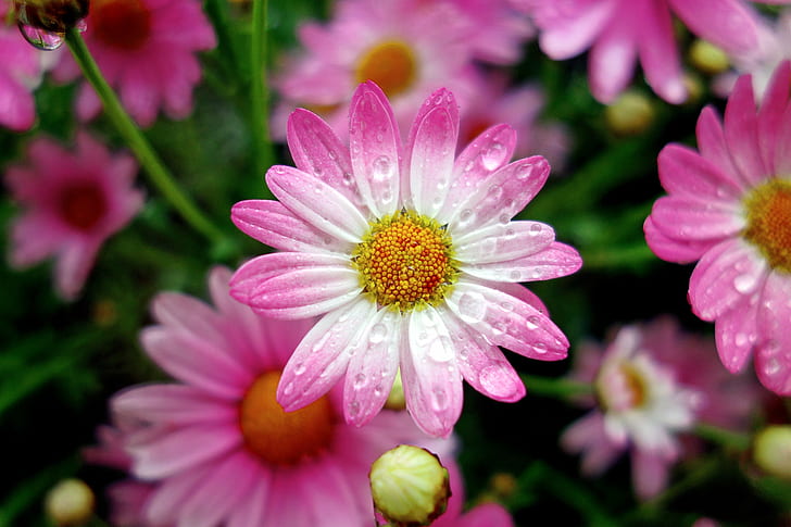 white and pink flowers with water droplets, marguerite, marguerite