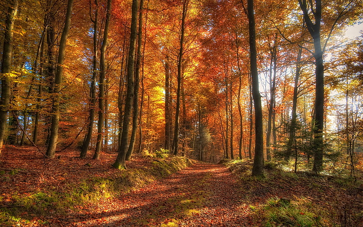 forest trees, nature, HDR, path, dirt road, fall, autumn, plant, HD wallpaper