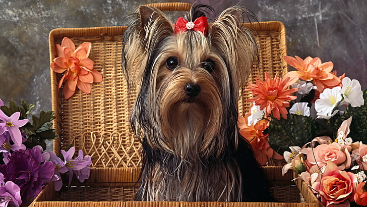 8k picture of a yorkshire terrier dog, mammal, canine, pets