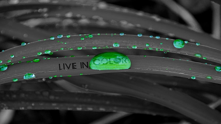 Live in Color logo, green, water drops, selective coloring, close-up, HD wallpaper