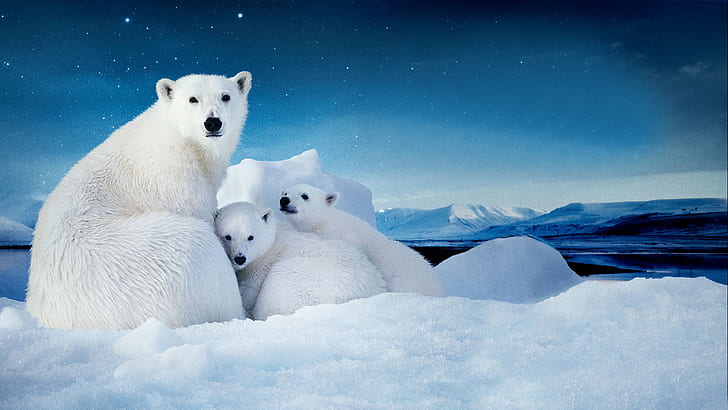 Polar bear cub 1080P, 2K, 4K, 5K HD wallpapers free download | Wallpaper  Flare
