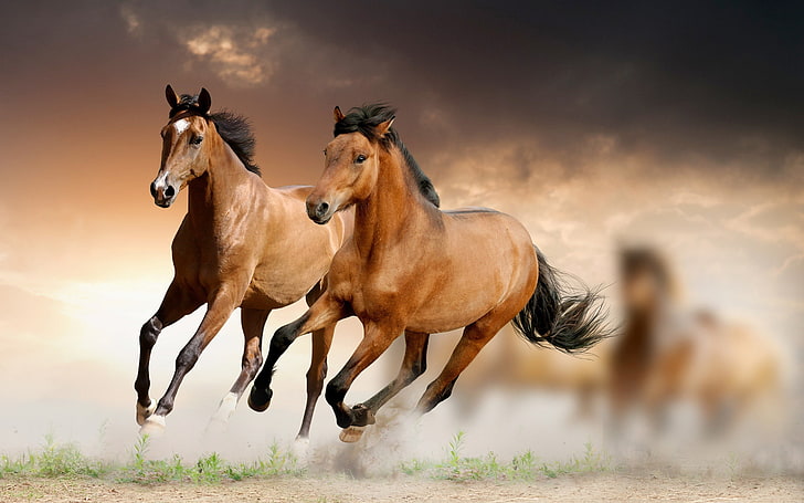 Two horses 1080P 2K 4K 5K HD wallpapers free download  Wallpaper Flare