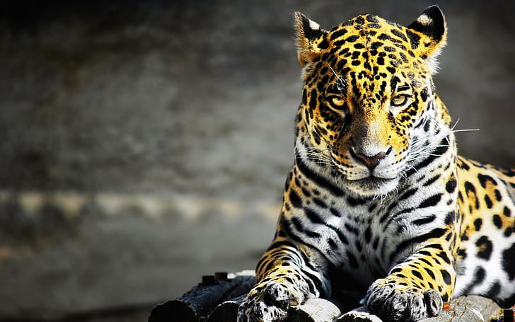 animals, big cats, yellow eyes, fur, leopard, HD wallpaper
