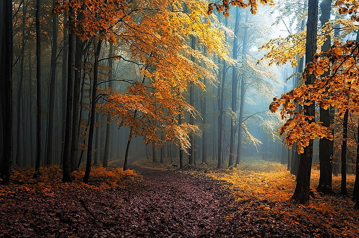 yellow-leafed tree, fall, mist, leaves, forest, road, trees, path, HD wallpaper