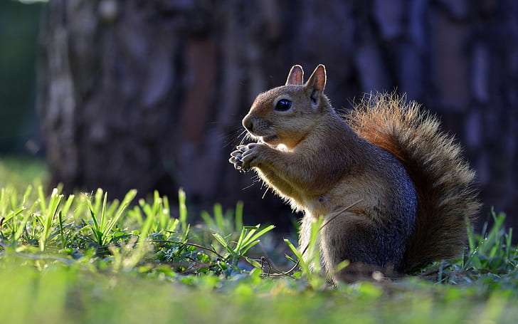 1,000+ Best Squirrel Photos · 100% Free Download · Pexels Stock Photos