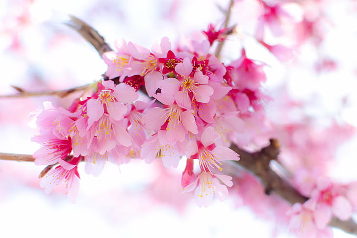 assorted pink flowers shallow focus photography, Cherry Blossoms, HD wallpaper