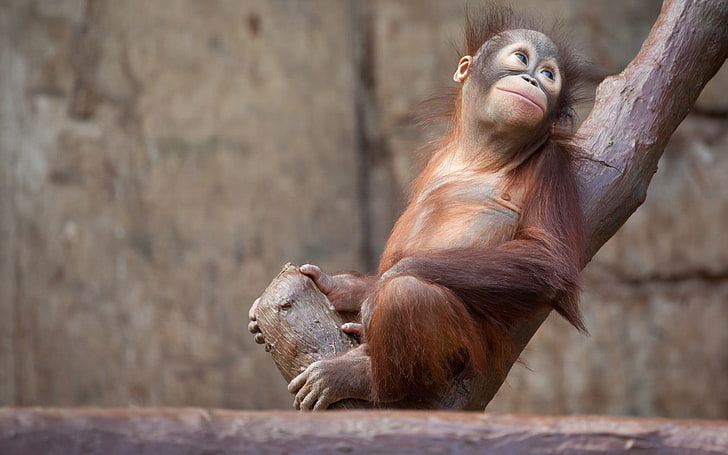 brown orangutan, apes, animals, primate, mammal, animal wildlife, HD wallpaper