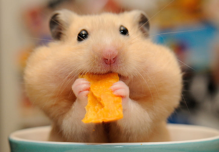 brown hamster, muzzle, lunch, rodent, chips, cheeks, animal, pets, HD wallpaper