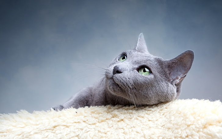 Russian blue cat, gray, cat breed, domestic Cat, pets, animal, HD wallpaper