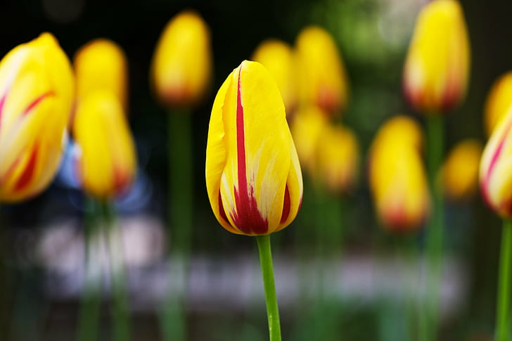selective photo of yellow Tulip, tulips, tulips, tulips, tulips, HD wallpaper