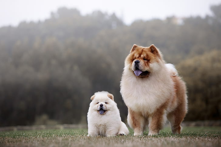 dogs, two, puppy, mom, Chow, HD wallpaper