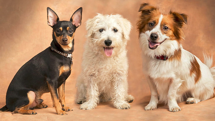 animals, dog, terrier, canine, pet, papillon, toy dog, toy spaniel