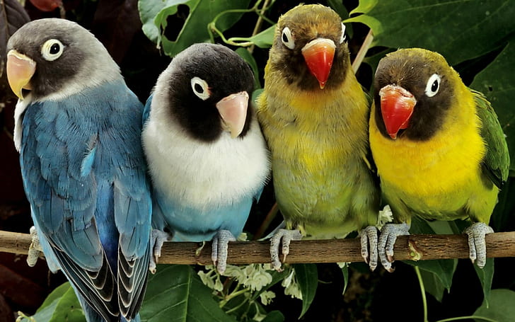 birds, HD wallpaper