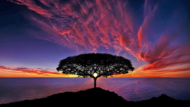 Sunset Tree Silhouette Blue Sky Red Clouds Ocean Horizon, HD wallpaper