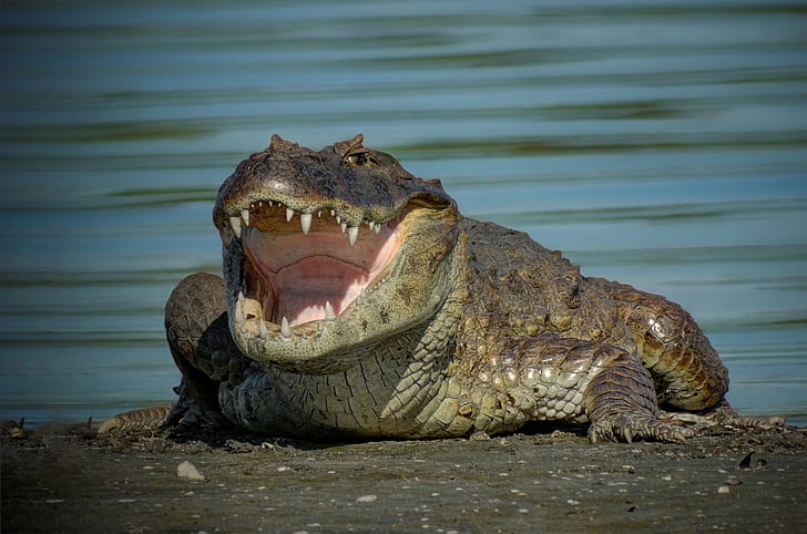 Caiman crocodile, teeth, mouth, HD wallpaper