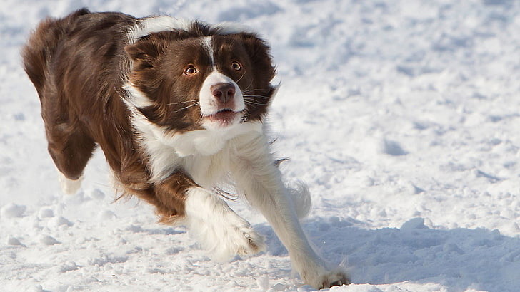dog, Border Collie, animals, snow, canine, domestic, mammal