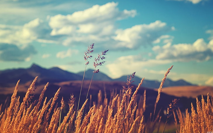 brown wheat field, grass, sky, plants, clouds, growth, beauty in nature, HD wallpaper