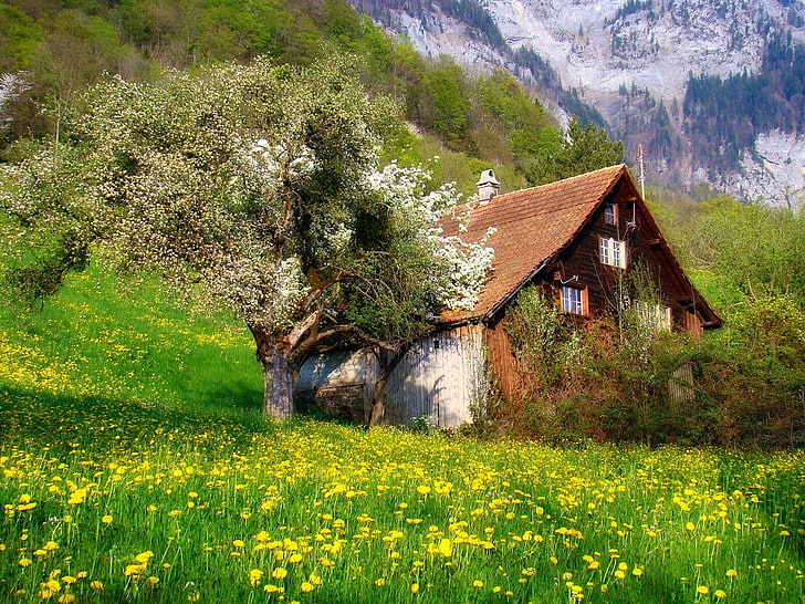 brown house, photography, nature, landscape, cottage, flowers, HD wallpaper