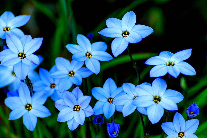 close-up photography of blue petaled flowers, March, Japan, Kanagawa, HD wallpaper