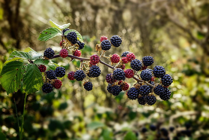 black, blackberry, bluish, bramble, edible, fruit, muron, plant, HD wallpaper