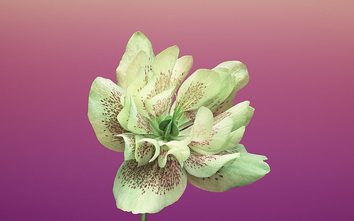 Flower retina-Apple iOS 11 iPhone 8 iPhone X HD Wa.., colored background, HD wallpaper
