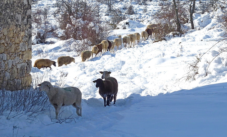 winter, snow, sheep, animals, cold temperature, group of animals, HD wallpaper