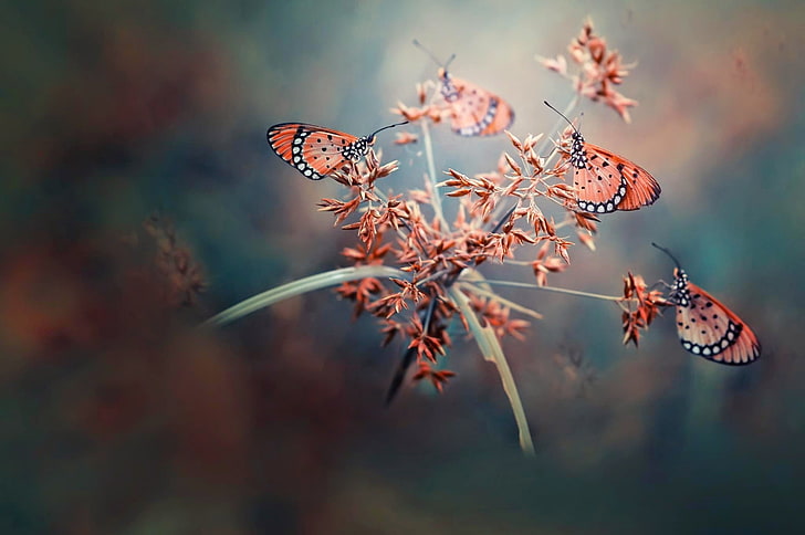 pink butterflies, butterfly, nature, depth of field, insect, beauty in nature, HD wallpaper