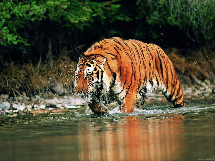 HD wallpaper: Tiger crossing a river, bengal tiger, animal, water |  Wallpaper Flare
