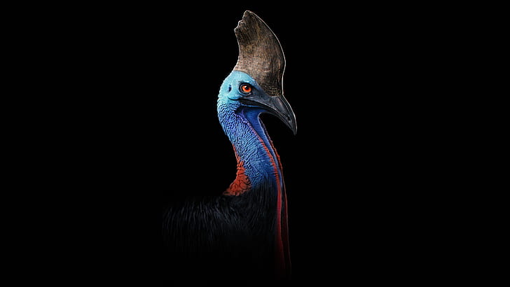Cassowary Most Dangerous Bird 5K, HD wallpaper