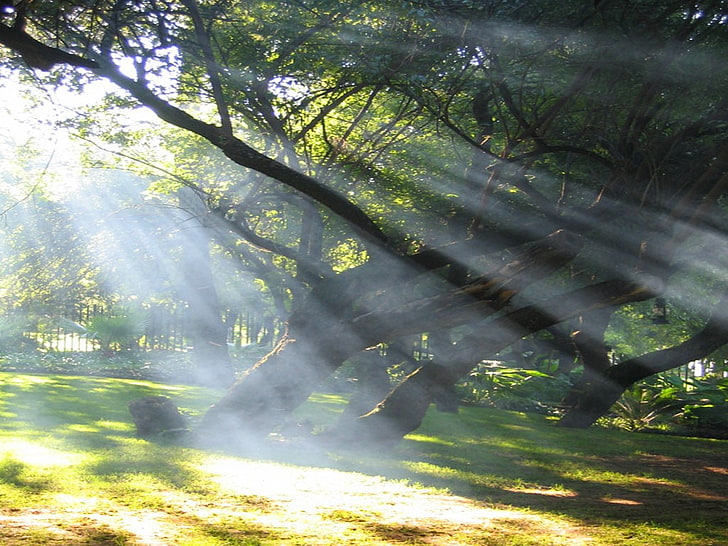 green trees, sun rays, nature, plant, sunlight, land, forest